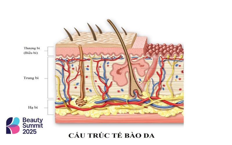 Cấu tạo da mắt mỏng và khô Cấu tạo da mắt mỏng và khô