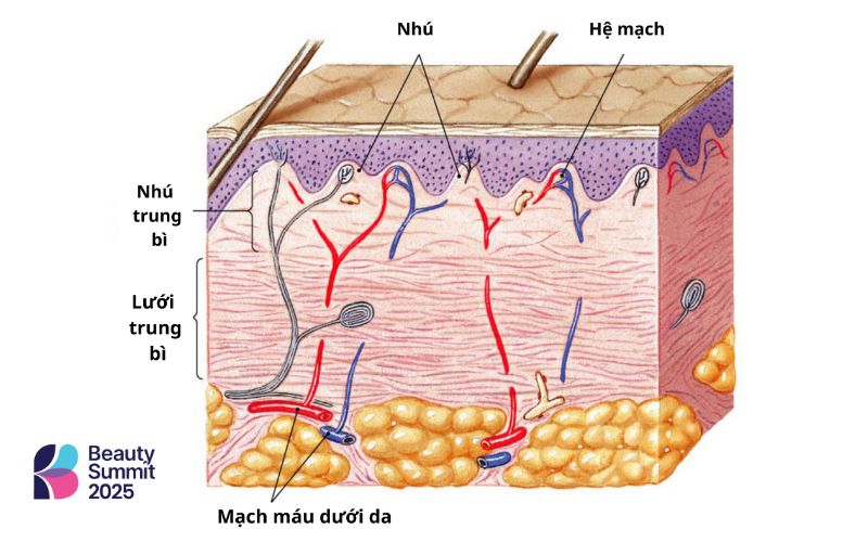 Cấu trúc đa tầng của da Cấu trúc đa tầng của da