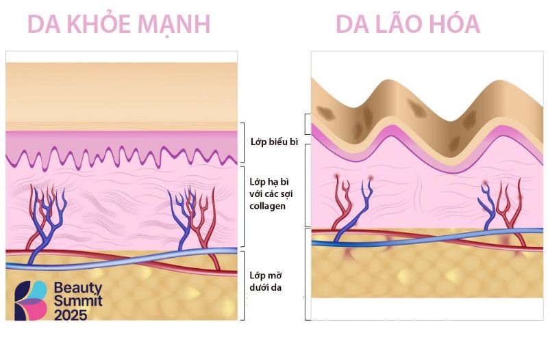 Lão hóa là quá trình suy giảm chức năng toàn cơ thể Lão hóa là quá trình suy giảm chức năng toàn cơ thể