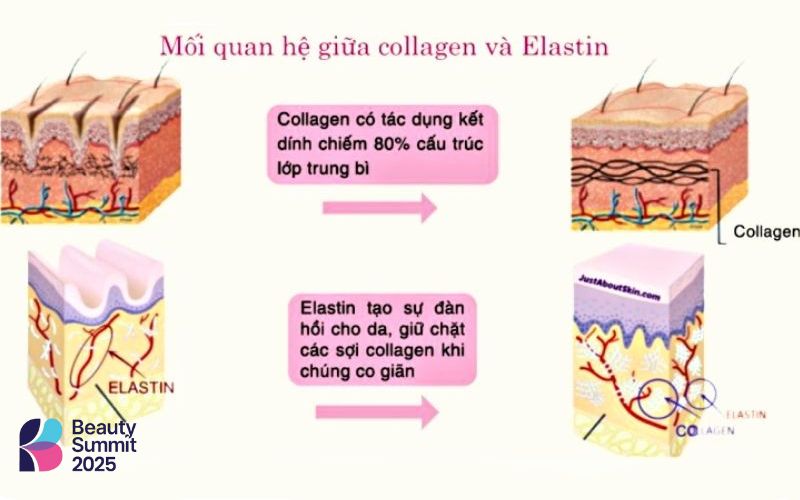 Collagen và elastin là gì Collagen và elastin là gì