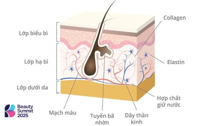 Elastin là protein giúp duy trì độ đàn hồi và săn chắc da Elastin là protein giúp duy trì độ đàn hồi và săn chắc da