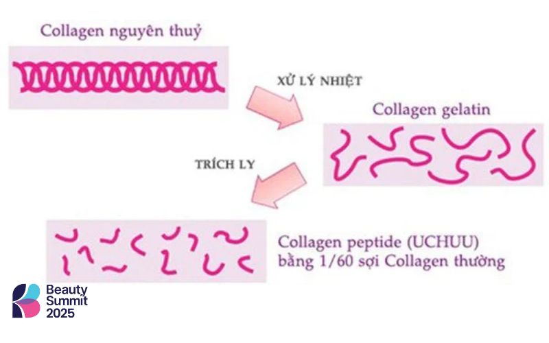 Collagen peptide l&agrave; dạng thủy ph&acirc;n của collagen