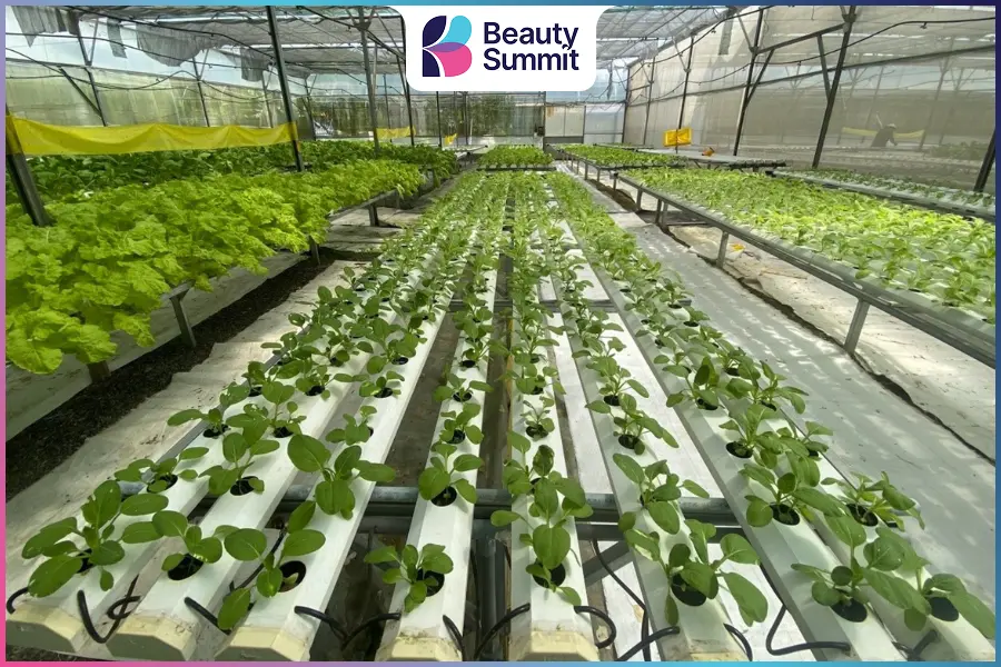 Trồng rau sạch theo đơn đặt trước